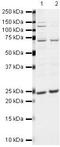 Anti-Silencing Function 1A Histone Chaperone antibody, PA5-19527, Invitrogen Antibodies, Western Blot image 