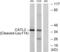 Cathepsin V antibody, abx015569, Abbexa, Western Blot image 