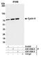 Cyclin K antibody, A301-939A, Bethyl Labs, Immunoprecipitation image 