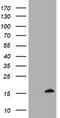 TSC22 Domain Family Member 1 antibody, LS-C174121, Lifespan Biosciences, Western Blot image 