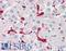 Heme Oxygenase 1 antibody, LS-B3421, Lifespan Biosciences, Immunohistochemistry frozen image 