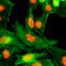 Histone Cluster 4 H4 antibody, M14495-5, Boster Biological Technology, Immunocytochemistry image 