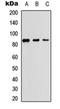 TANK Binding Kinase 1 antibody, orb234966, Biorbyt, Western Blot image 