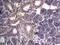 Adhesion G Protein-Coupled Receptor G5 antibody, PA5-21701, Invitrogen Antibodies, Immunohistochemistry frozen image 