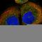 VHL Binding Protein 1 antibody, HPA023230, Atlas Antibodies, Immunofluorescence image 