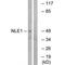 Notchless Homolog 1 antibody, PA5-50075, Invitrogen Antibodies, Western Blot image 