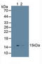 Ubiquitin D antibody, LS-C717161, Lifespan Biosciences, Western Blot image 