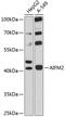 Apoptosis Inducing Factor Mitochondria Associated 2 antibody, 14-269, ProSci, Western Blot image 