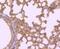 WAP Four-Disulfide Core Domain 2 antibody, NBP2-66883, Novus Biologicals, Immunohistochemistry paraffin image 