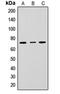 Lymphocyte Antigen 9 antibody, orb256660, Biorbyt, Western Blot image 