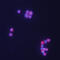 T Cell Leukemia/Lymphoma 1A antibody, AF4847, R&D Systems, Immunocytochemistry image 