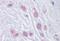 Mad3l antibody, MBS246275, MyBioSource, Immunohistochemistry frozen image 
