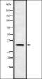 Short stature homeobox protein antibody, orb338704, Biorbyt, Western Blot image 