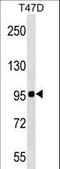 Zinc Finger Protein 606 antibody, LS-C157481, Lifespan Biosciences, Western Blot image 