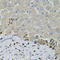 S100 Calcium Binding Protein A12 antibody, LS-B15412, Lifespan Biosciences, Immunohistochemistry frozen image 