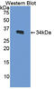 LDL Receptor Related Protein 1 antibody, LS-C295192, Lifespan Biosciences, Western Blot image 