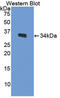 APR antibody, LS-C295192, Lifespan Biosciences, Western Blot image 