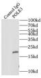 DNA Polymerase Epsilon 3, Accessory Subunit antibody, FNab06610, FineTest, Immunoprecipitation image 