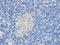 Vesicle Associated Membrane Protein 7 antibody, orb382918, Biorbyt, Immunohistochemistry paraffin image 