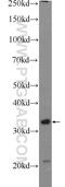 Claudin 23 antibody, 25296-1-AP, Proteintech Group, Western Blot image 