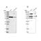 Homeobox And Leucine Zipper Encoding antibody, PA5-57609, Invitrogen Antibodies, Western Blot image 