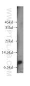 C-X-C motif chemokine 11 antibody, 10707-1-AP, Proteintech Group, Western Blot image 