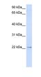 Transmembrane Protein 9 antibody, orb325324, Biorbyt, Western Blot image 