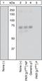Eukaryotic Translation Initiation Factor 2 Alpha Kinase 2 antibody, GTX24818, GeneTex, Western Blot image 