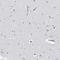 Proteasome Subunit Beta 10 antibody, HPA030225, Atlas Antibodies, Immunohistochemistry frozen image 