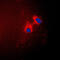Cyclin Dependent Kinase Inhibitor 2B antibody, GTX55855, GeneTex, Immunofluorescence image 