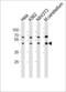 Actin Like 6A antibody, LS-C344425, Lifespan Biosciences, Western Blot image 