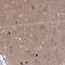 Syntaxin 6 antibody, NBP2-38417, Novus Biologicals, Immunohistochemistry frozen image 
