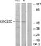 Cell Division Cycle 25C antibody, LS-C118073, Lifespan Biosciences, Western Blot image 