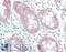 Stratifin antibody, LS-B13507, Lifespan Biosciences, Immunohistochemistry paraffin image 