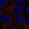 Colony Stimulating Factor 2 antibody, NBP2-56096, Novus Biologicals, Immunofluorescence image 