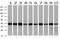 Spermine Synthase antibody, MA5-25591, Invitrogen Antibodies, Western Blot image 