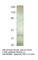 Paired Box 5 antibody, PAX5-501AP, FabGennix, Western Blot image 