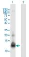 Protamine 1 antibody, H00005619-B01P, Novus Biologicals, Western Blot image 