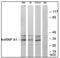 Heterogeneous Nuclear Ribonucleoprotein A1 antibody, AP31870PU-N, Origene, Western Blot image 