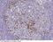 Integrin Subunit Alpha V antibody, 100563-T08, Sino Biological, Immunohistochemistry frozen image 