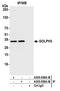 GPP34 antibody, A305-839A-M, Bethyl Labs, Immunoprecipitation image 