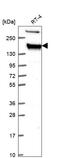 Tight Junction Protein 2 antibody, HPA070714, Atlas Antibodies, Western Blot image 