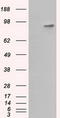 Betaine--Homocysteine S-Methyltransferase antibody, LS-C115014, Lifespan Biosciences, Western Blot image 