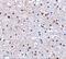 Programmed Cell Death 1 antibody, A00178-2, Boster Biological Technology, Immunohistochemistry paraffin image 
