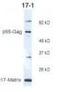 HIV-1 p17 antibody, MA5-18032, Invitrogen Antibodies, Western Blot image 