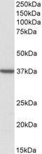 Mitochondrial import receptor subunit TOM40 homolog antibody, PA5-19245, Invitrogen Antibodies, Western Blot image 