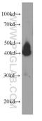 Serpin Family E Member 2 antibody, 66203-1-Ig, Proteintech Group, Western Blot image 