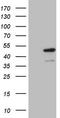 Indoleamine 2,3-Dioxygenase 2 antibody, TA806621S, Origene, Western Blot image 