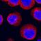 Inhibitor Of Nuclear Factor Kappa B Kinase Subunit Epsilon antibody, AF3199, R&D Systems, Immunofluorescence image 