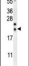 Nucleoredoxin Like 2 antibody, PA5-24065, Invitrogen Antibodies, Western Blot image 